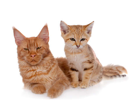 Red Maine Coon cat with Sand dune cat isolated on whiteの写真素材