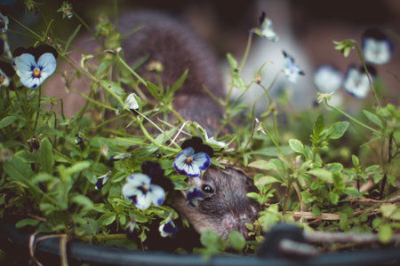 Giant african pouched rat in a garden with pansiesの写真素材