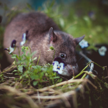 Giant african pouched rat in a garden with pansiesの写真素材