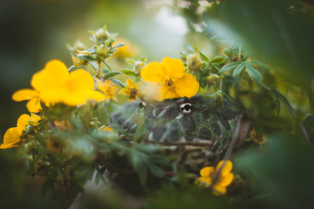 The Argentine horned frog with a flower bushの写真素材