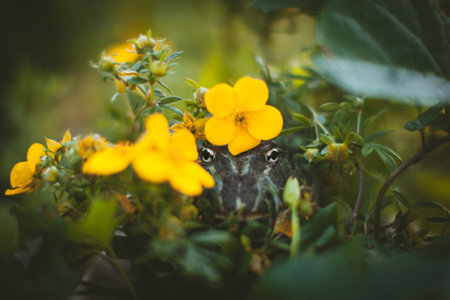 The Argentine horned frog with a flower bushの写真素材