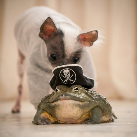 Peruvian hairless and chihuahua mix dog with african bullfrog in a pirate hatの写真素材