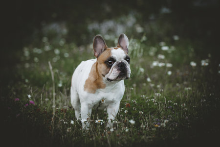 Spotted French bulldog sits in a meadow surrounded by white chamomile flowersの写真素材