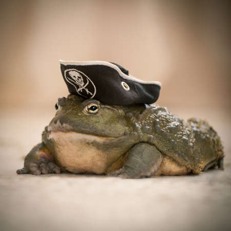 Amazing big African bullfrog in pirate hat