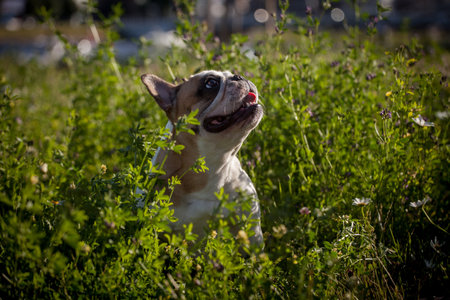 French bulldog in a meadow on a sunny summer clear dayの写真素材