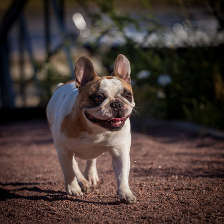 French bulldog in a meadow on a sunny summer clear dayの写真素材