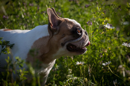 French bulldog in a meadow on a sunny summer clear dayの写真素材