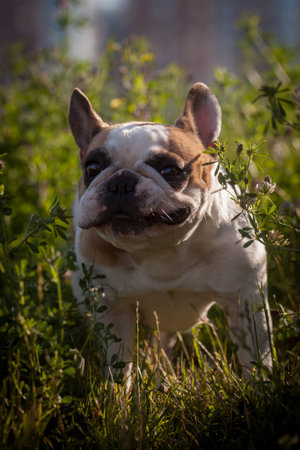 French bulldog in a meadow on a sunny summer clear dayの写真素材