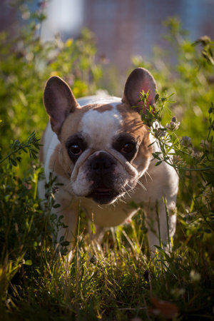 French bulldog in a meadow on a sunny summer clear dayの写真素材