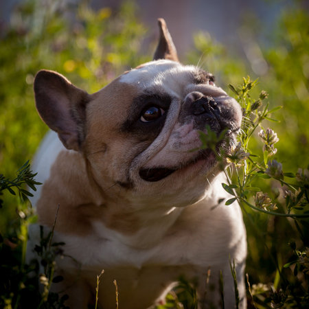French bulldog in a meadow on a sunny summer clear dayの写真素材