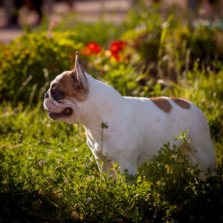 French bulldog in a meadow on a sunny summer clear dayの写真素材