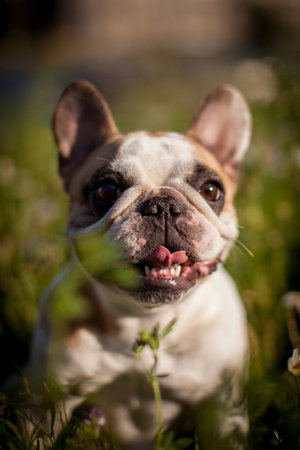 French bulldog in a meadow on a sunny summer clear dayの写真素材