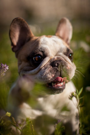 French bulldog in a meadow on a sunny summer clear dayの写真素材