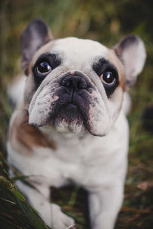 French bulldog in a meadow on a sunny summer clear dayの写真素材