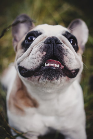 French bulldog in a meadow on a sunny summer clear dayの写真素材