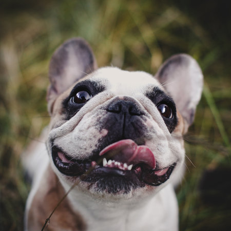 French bulldog in a meadow on a sunny summer clear dayの写真素材