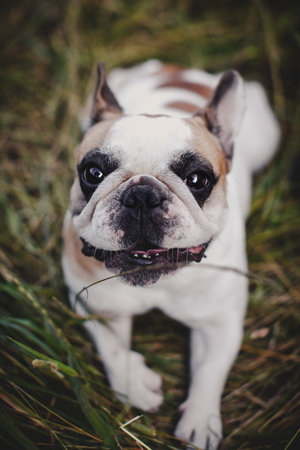 French bulldog in a meadow on a sunny summer clear dayの写真素材