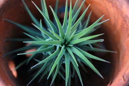 tillandsia funckianaの写真素材