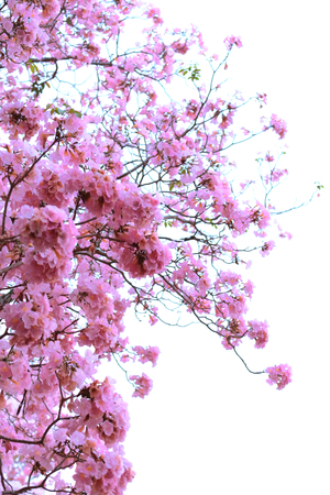 Nakhon Pathom, Thailand - April 17,2017: Seasonal  Pink trumpet tree  flower blossom.On the road and...