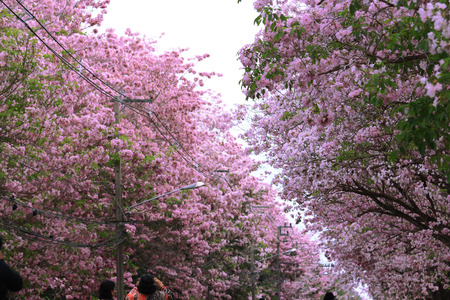 Nakhon Pathom, Thailand - April 17,2017: Seasonal  Pink trumpet tree  flower blossom.On the road and park  in Kasetsart University at Nakhon Pathom.のeditorial素材