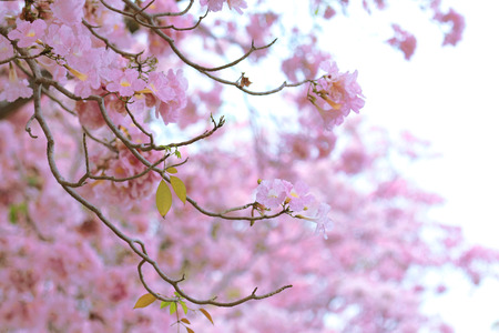 Nakhon Pathom, Thailand - April 17,2017: Seasonal  Pink trumpet tree  flower blossom.On the road and park  in Kasetsart University at Nakhon Pathom.のeditorial素材