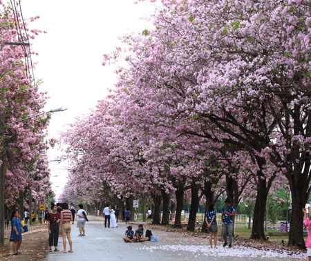Nakhon Pathom, Thailand - April 17,2017: Seasonal  Pink trumpet tree  flower blossom.On the road and park  in Kasetsart University at Nakhon Pathom.のeditorial素材