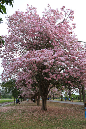 Nakhon Pathom, Thailand - April 17,2017: Seasonal  Pink trumpet tree  flower blossom.On the road and park  in Kasetsart University at Nakhon Pathom.のeditorial素材