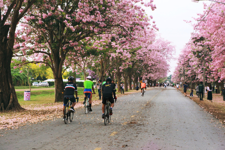Nakhon Pathom, Thailand - April 17,2017: Seasonal  Pink trumpet tree  flower blossom.On the road and park  in Kasetsart University at Nakhon Pathom.のeditorial素材