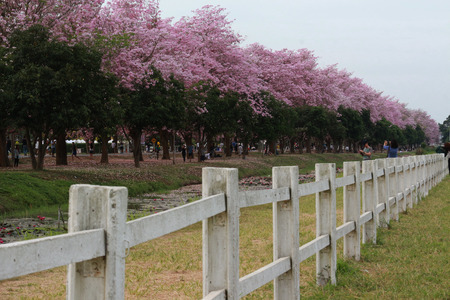 Nakhon Pathom, Thailand - April 17,2017: Seasonal  Pink trumpet tree  flower blossom.On the road and park  in Kasetsart University at Nakhon Pathom.のeditorial素材