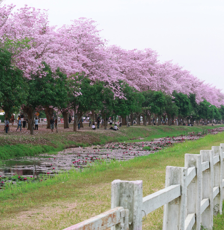 Nakhon Pathom, Thailand - April 17,2017: Seasonal  Pink trumpet tree  flower blossom.On the road and park  in Kasetsart University at Nakhon Pathom.のeditorial素材