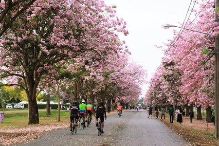 Nakhon Pathom, Thailand - April 17,2017: Seasonal  Pink trumpet tree  flower blossom.On the road and park  in Kasetsart University at Nakhon Pathom.のeditorial素材