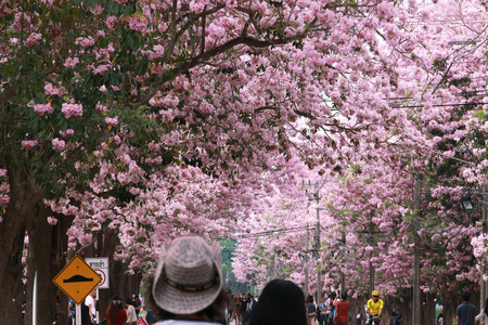 Nakhon Pathom, Thailand - April 17,2017: Seasonal  Pink trumpet tree  flower blossom.On the road and park  in Kasetsart University at Nakhon Pathom.のeditorial素材
