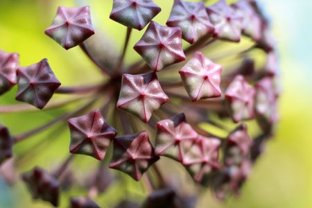 Hoya Imperialis Flower.の写真素材
