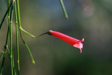 Plantaginaceae is flower macro.の写真素材