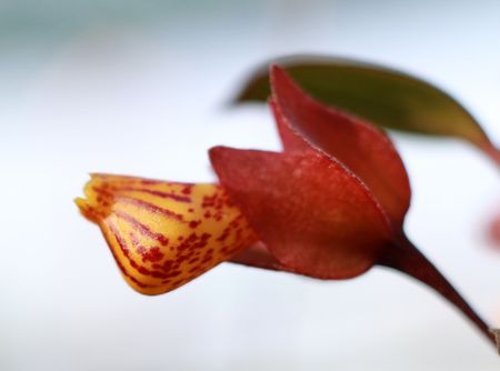 Macro flowerの写真素材