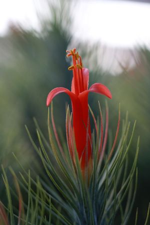 Tillandsia funckiana macro.の写真素材