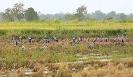 Asian openbill in paddy at Thailand.の写真素材