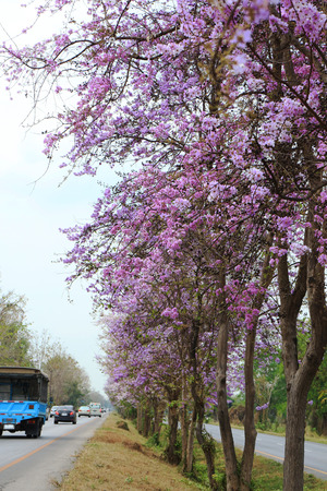 Flowers Salao(Bungor,Pride of India or Queen's flower) on the roadside.の写真素材