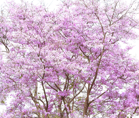 Flowers Salao(Bungor,Pride of India or Queen's flower) on the roadside.の写真素材