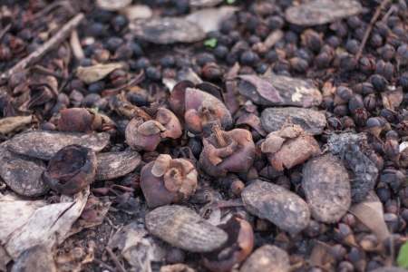 Mango seed and mangosteen peel on the ground at the farm of Thailandの写真素材