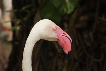 Head of pink flamingo bird at the zoo, Thailand, stare at the cameraの写真素材