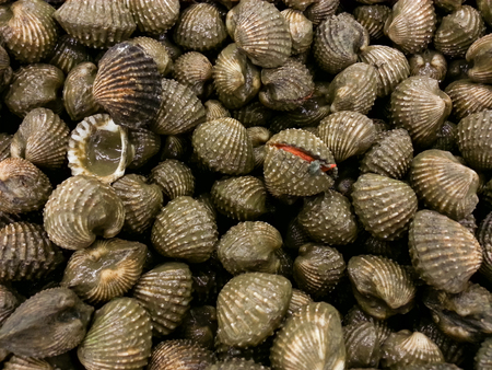 Fresh cockles from fishing boats, Thailandの写真素材