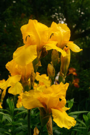 yellow flowersの写真素材