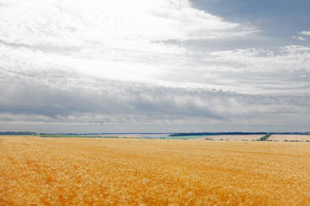 Wheat field on blue sky backgroundの写真素材