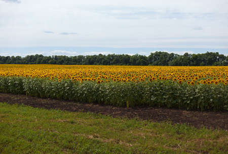 Sunflowers field on blue sky backgroundの写真素材
