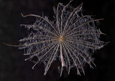 salsify ripe seed with a parachuteの写真素材