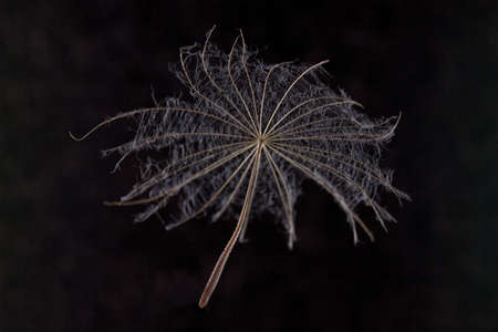 dandelion parachute on a black backgroundの写真素材