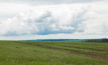 green meadow under the blue cloudy sky going beyond the horizonの写真素材