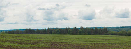 green meadow under the blue cloudy sky going beyond the horizonの写真素材