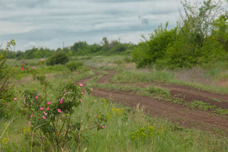 dirt road in the village cloudy sky in spring in calm dry weather during the dayの写真素材